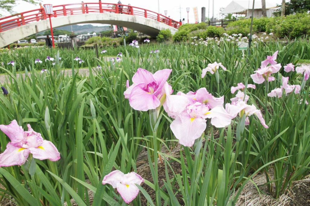 2025年5月28日現在、ほぼ五分咲き