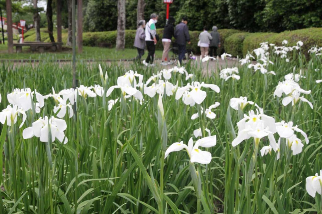出羽美人の誉れ高い「長井白」