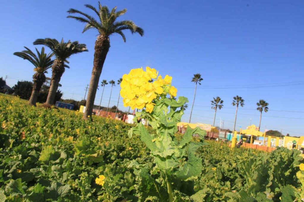 ヤシの木も点在し常春ムードは満点(2025年1月18日撮影)