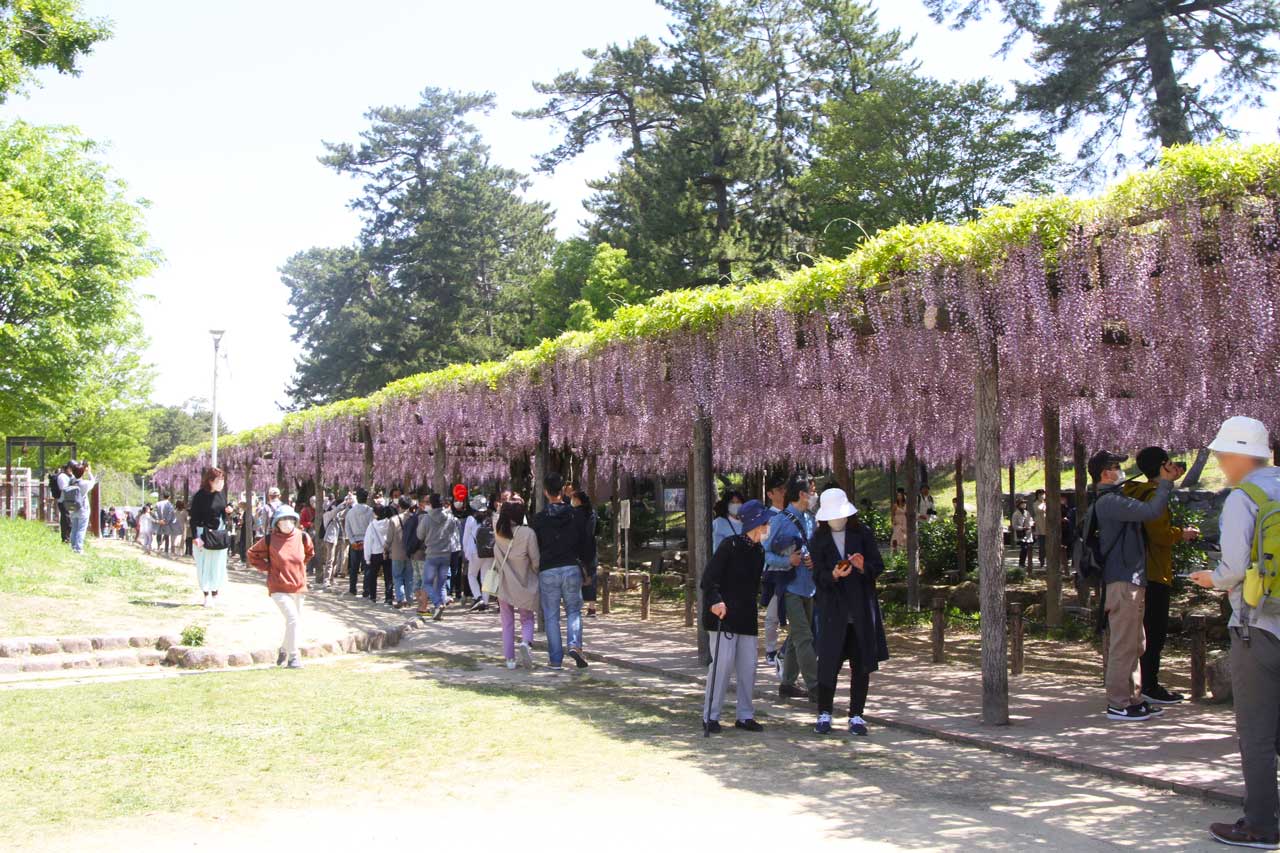 水路に沿ってまっすぐ伸びるフジ棚(2023年4月23日撮影)
