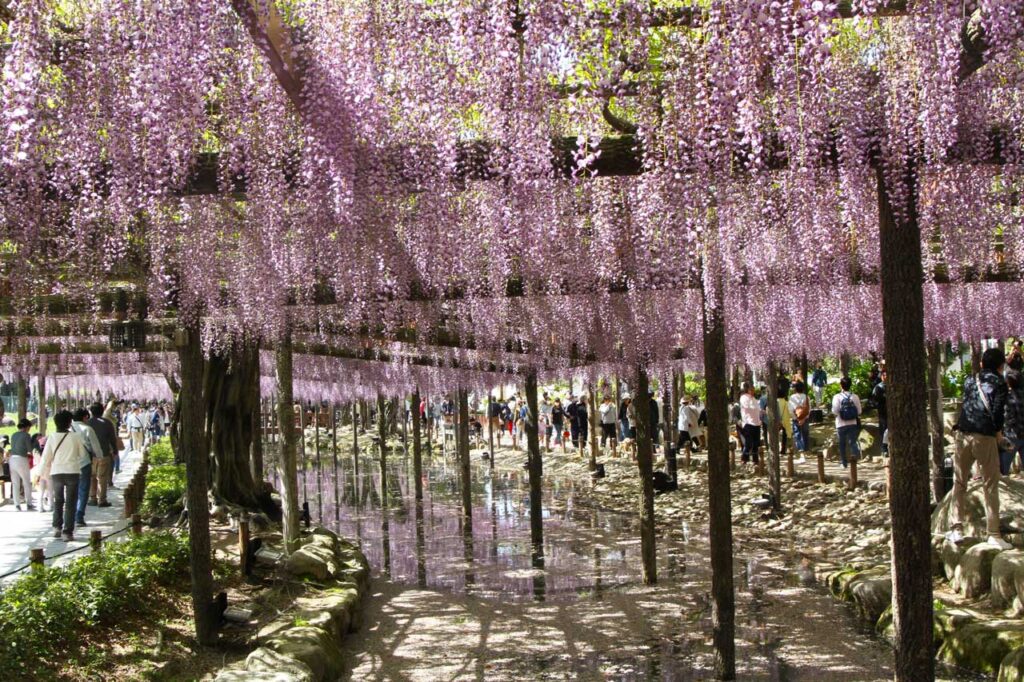 フジ棚に覆われた水路(2023年4月23日撮影)