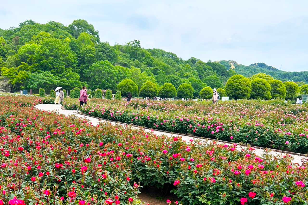 立体的に楽しめるウエルカムガーデンのバラ花壇