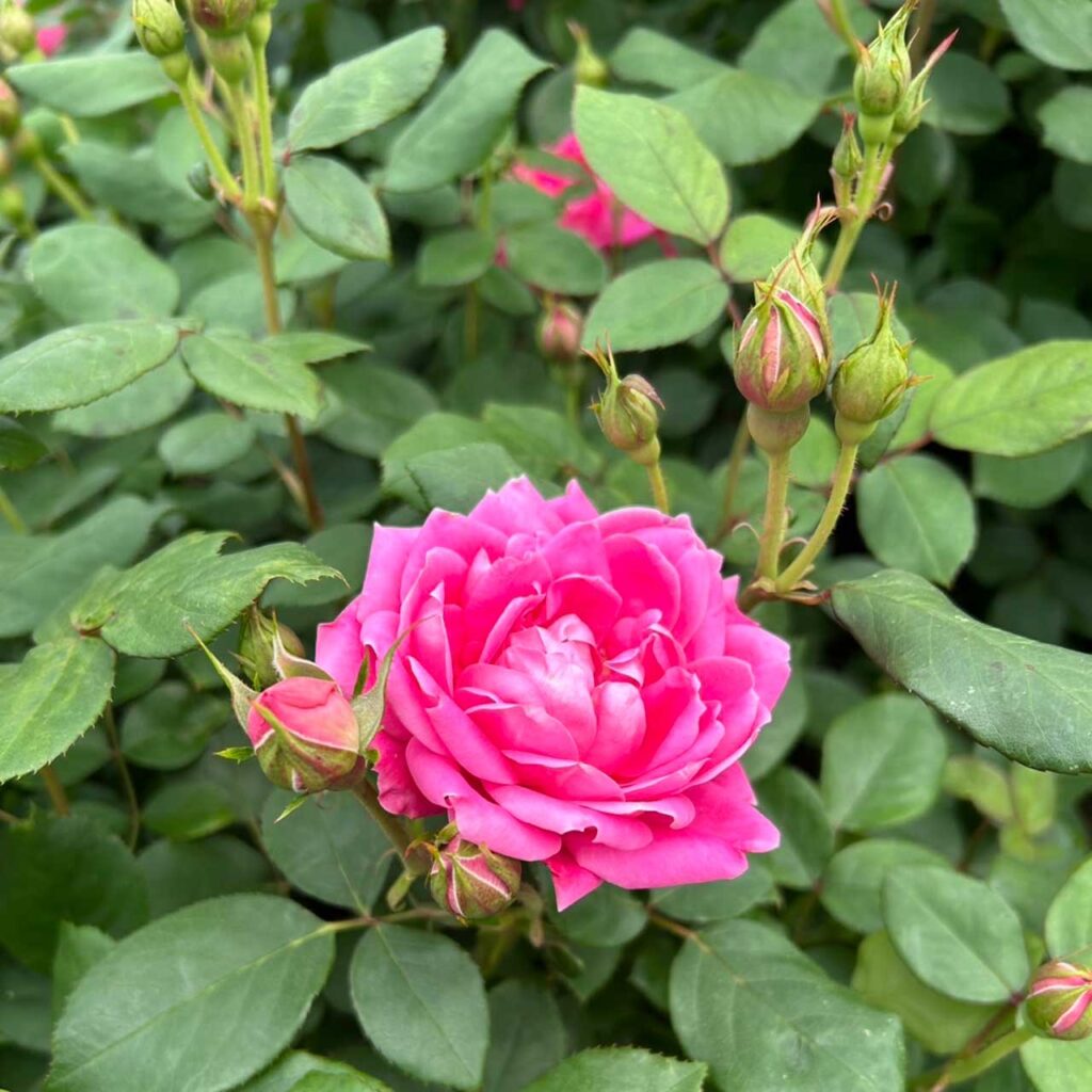 間もなく一気に開花しそう