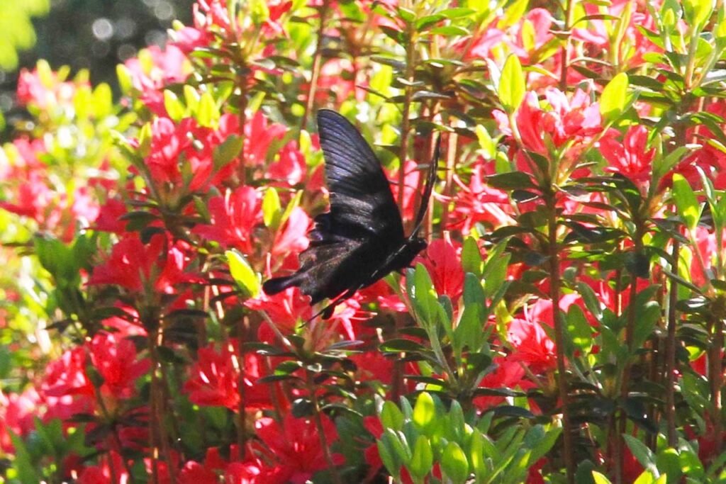 華麗な飛行姿のカラスアゲハ(2025年4月24日撮影)