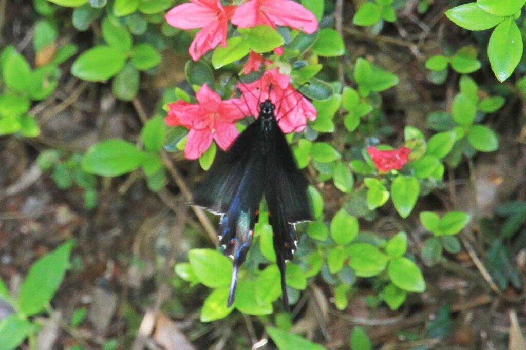 忙しく飛び回る合間を縫って蜜を吸うカラスアゲハ(2025年4月24日撮影)
