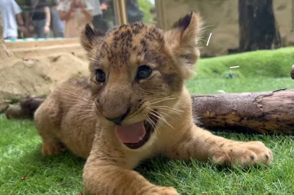 赤ちゃんの頃から人気者だった(富士サファリパークの「ライオンの赤ちゃん」より