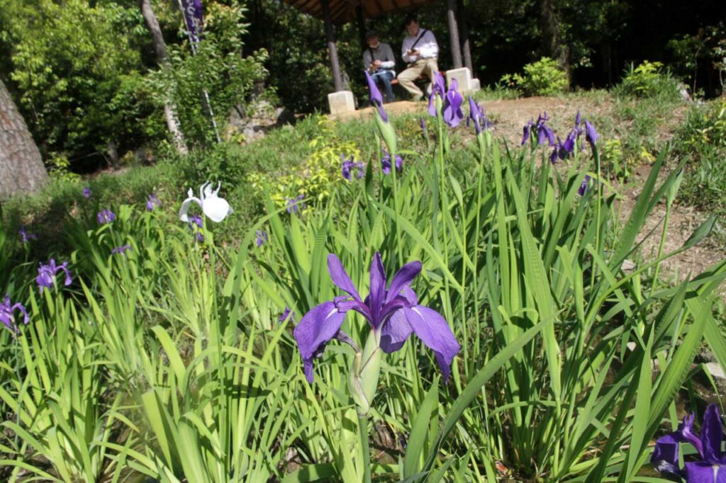 築山の前面の池に咲くカキツバタ