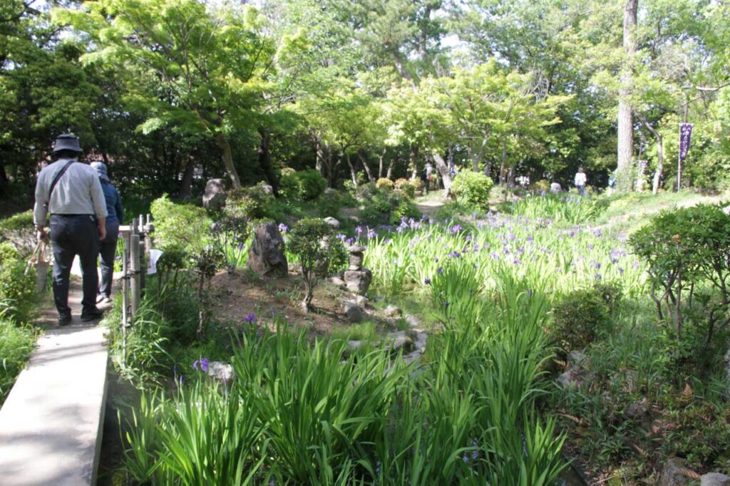 無量寿寺の庭園を彩るカキツバタ