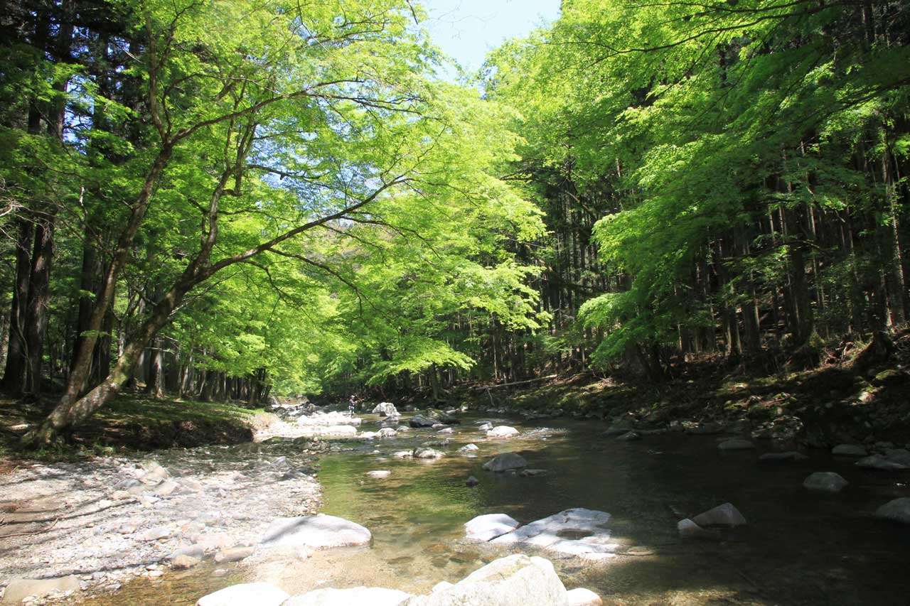 下流のモミジを眺める｡印象は穏やかになる