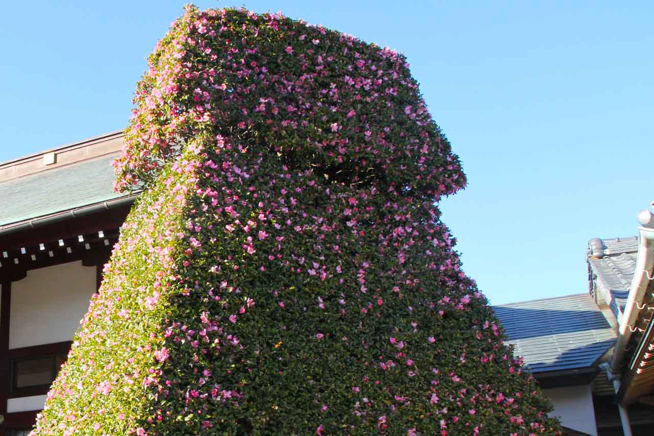 シンボルツリーは、台形の上に台形を重ねたような不思議な樹形