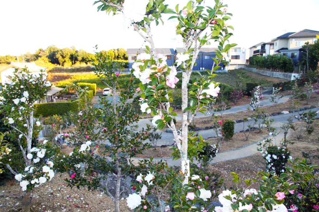 自宅のみかん畑を切り開いて自作したサザンカ園