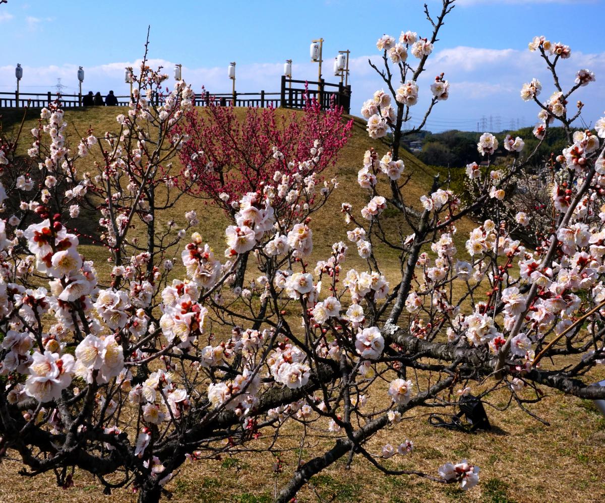 愛知県内で最大規模の佐布里(そうり)梅林園(知多市観光協会のHPより)