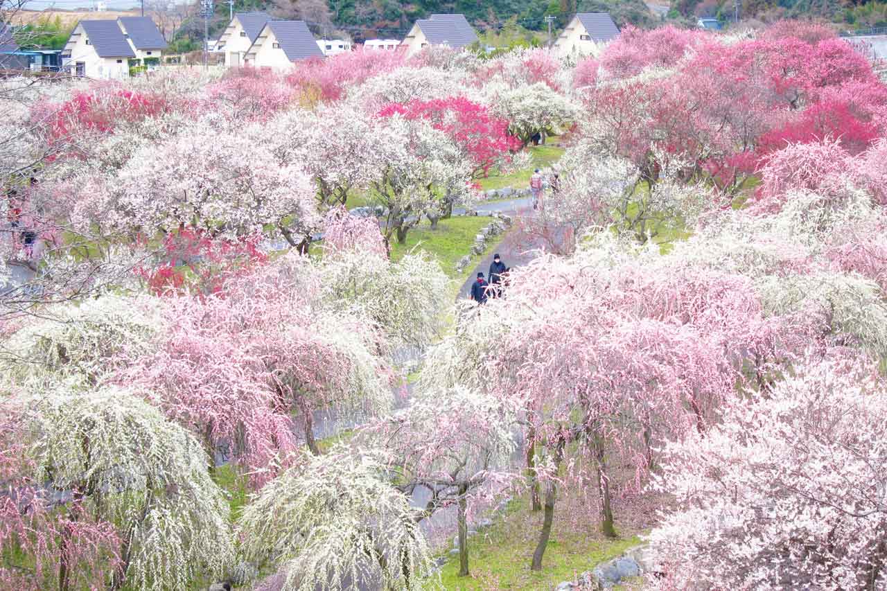 東海地方最大級のいなべ市農業公園梅林。最盛期はまるで梅のじゅうたん
