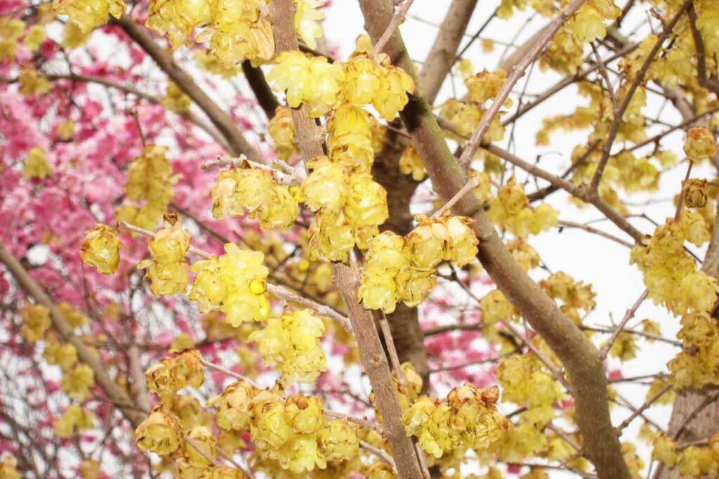 黄色のロウバイも絶妙なアクセントに