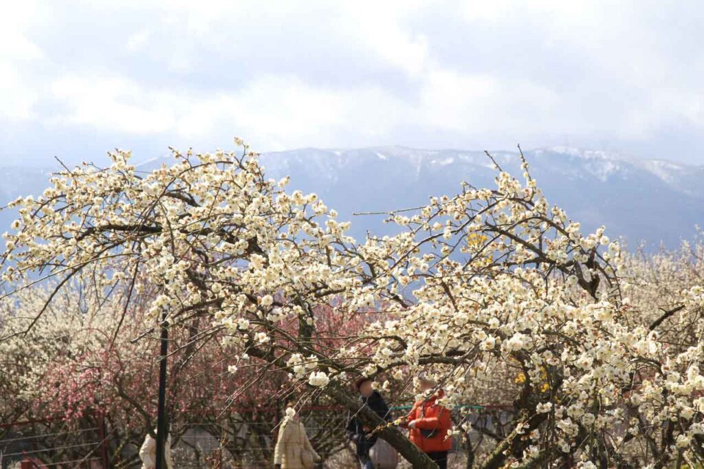 ウメの背後には鈴鹿山地の残雪