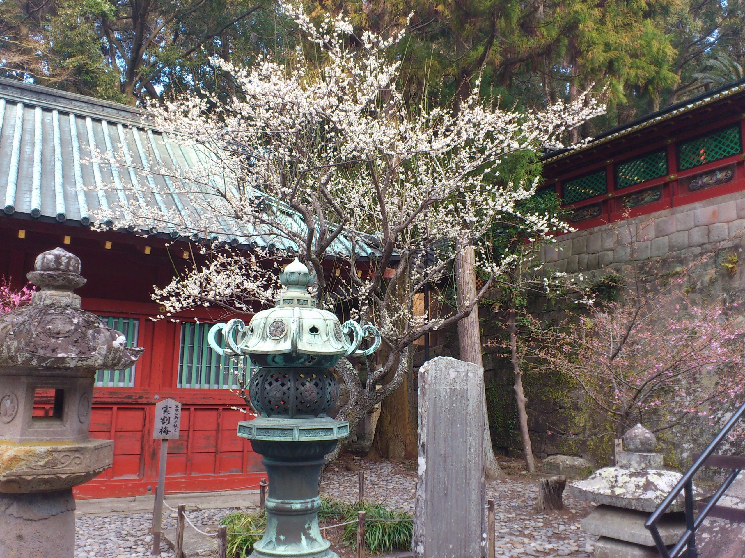 ぜひ見ておきたい家康ゆかりの実割梅(久能山東省宮HPより)