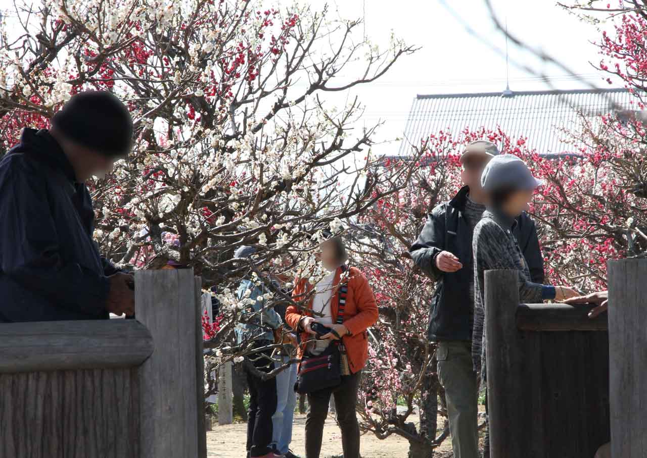にぎわう安八百梅園
