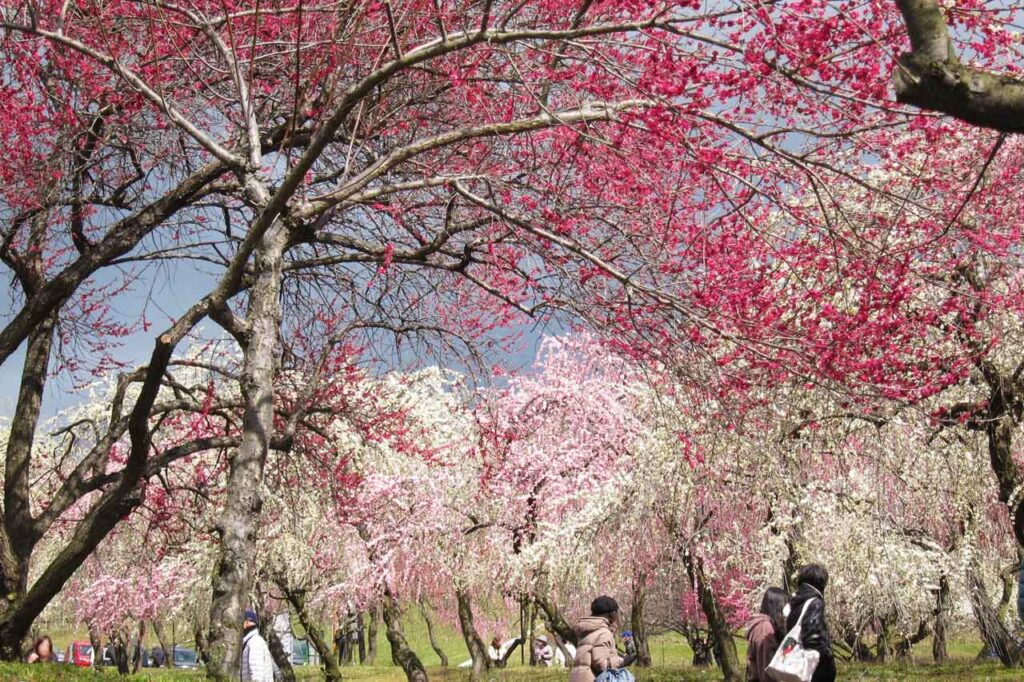 みごとな枝ぶりの木ばかり