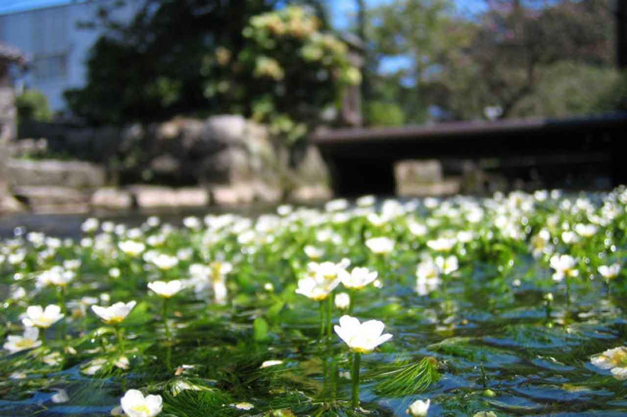 梅花藻の花
