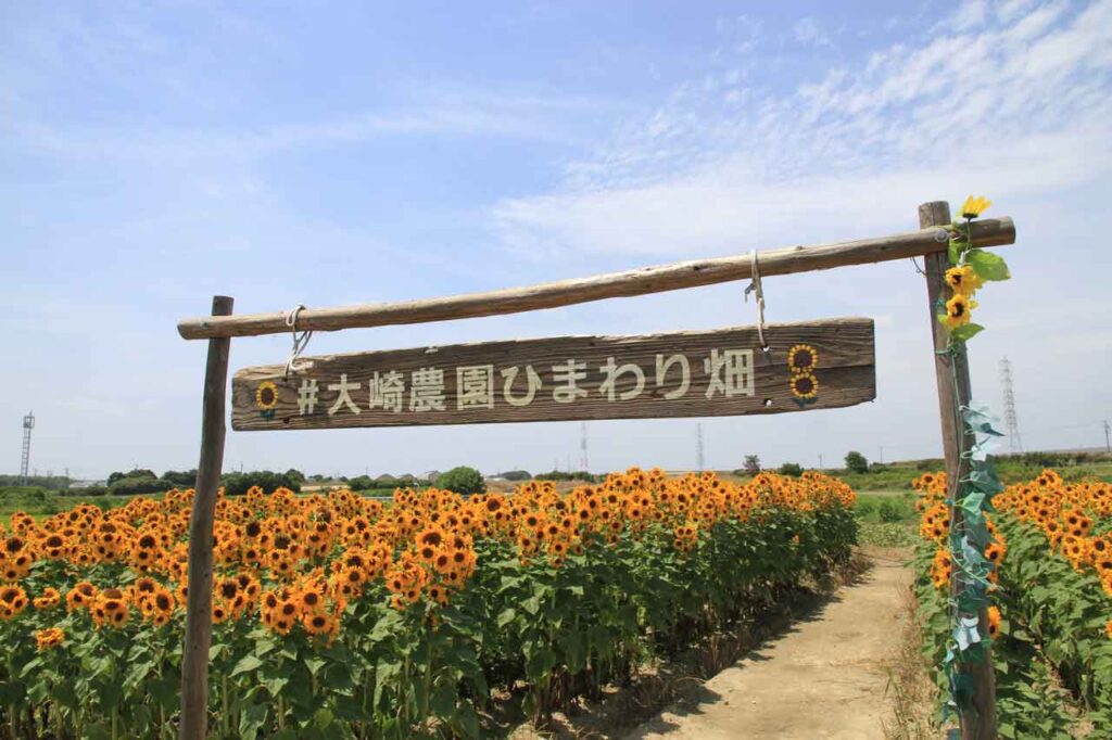 自由に散策できるヒマワリ園